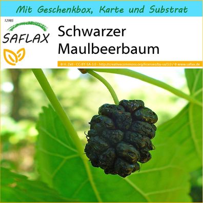 SAFLAX Geschenk Set - Schwarzer Maulbeerbaum - Morus - 200 Samen