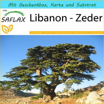 SAFLAX Geschenk Set - Libanon - Zeder - Cedrus - 20 Samen