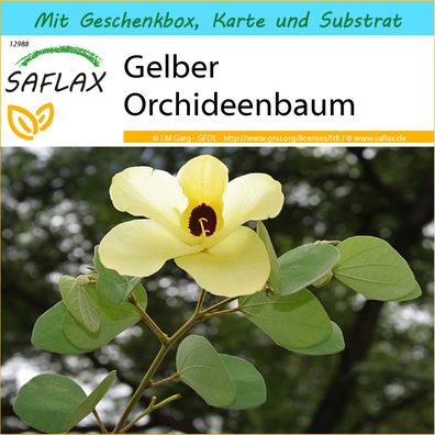 SAFLAX Geschenk Set - Gelber Orchideenbaum - Bauhinia - 30 Samen