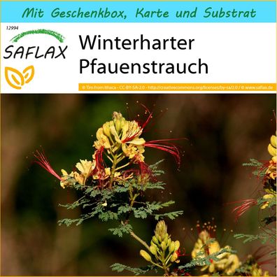 SAFLAX Geschenk Set - Winterharter Pfauenstrauch - Caesalpinia - 10 Samen