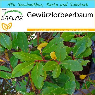 SAFLAX Geschenk Set - Gewürzlorbeerbaum - Laurus - 6 Samen
