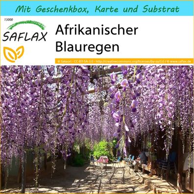 SAFLAX Geschenk Set - Afrikanischer Blauregen - Bolusanthus - 15 Samen