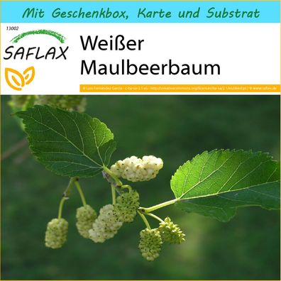 SAFLAX Geschenk Set - Weißer Maulbeerbaum - Morus - 200 Samen