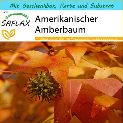 SAFLAX Geschenk Set - Amerikanischer Amberbaum - Liquidamber - 100 Samen