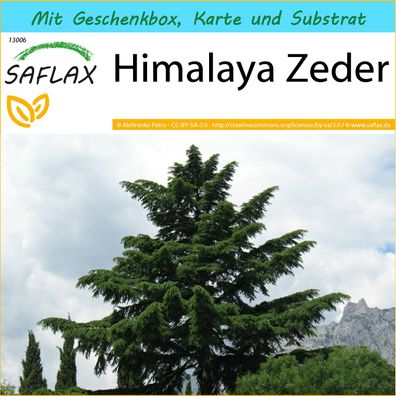 SAFLAX Geschenk Set - Himalaya Zeder - Cedrus - 35 Samen