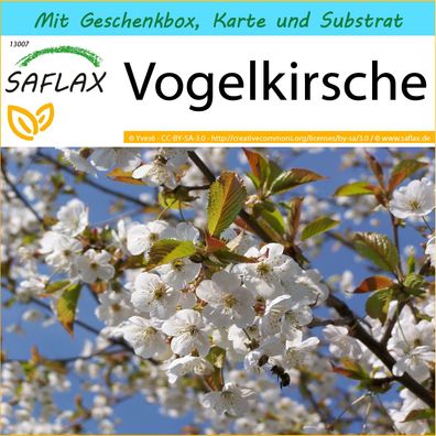 SAFLAX Geschenk Set - Vogelkirsche - Prunus - 10 Samen