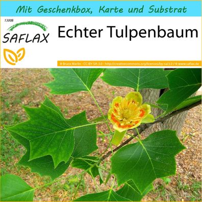 SAFLAX Geschenk Set - Echter Tulpenbaum - Liriodendron - 20 Samen