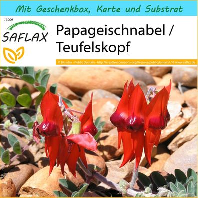 SAFLAX Geschenk Set - Papageischnabel / Teufelskopf - Clianthus - 20 Samen