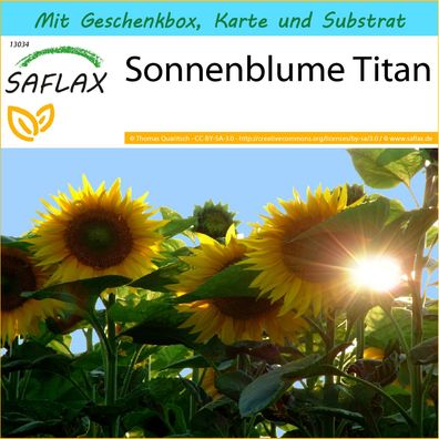 SAFLAX Geschenk Set - Sonnenblume Titan - Helianthus - 20 Samen