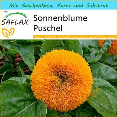 SAFLAX Geschenk Set - Sonnenblume Puschel - Helianthus - 40 Samen