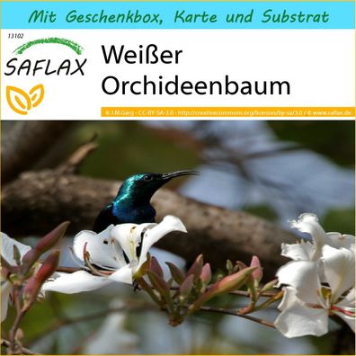 SAFLAX Geschenk Set - Weißer Orchideenbaum - Bauhinia - 5 Samen