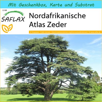 SAFLAX Geschenk Set - Nordafrikanische Atlas Zeder - Cedrus - 20 Samen