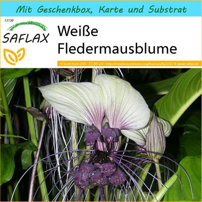 SAFLAX Geschenk Set - Weiße Fledermausblume - Tacca - 10 Samen