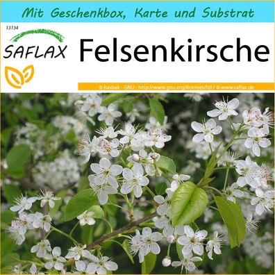 SAFLAX Geschenk Set - Felsenkirsche - Prunus - 30 Samen