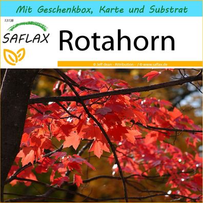 SAFLAX Geschenk Set - Rotahorn - Acer - 20 Samen
