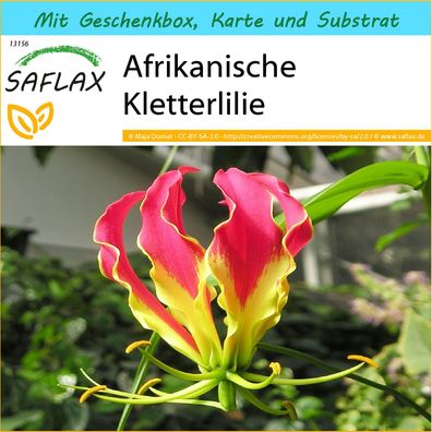 SAFLAX Geschenk Set - Afrikanische Kletterlilie - Gloriosa - 15 Samen