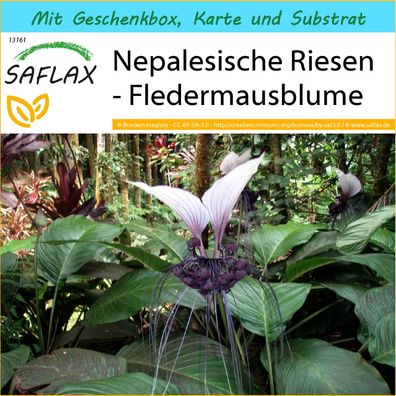 SAFLAX Geschenk Set - Nepalesische Riesen - Fledermausblume - Tacca - 10 Samen