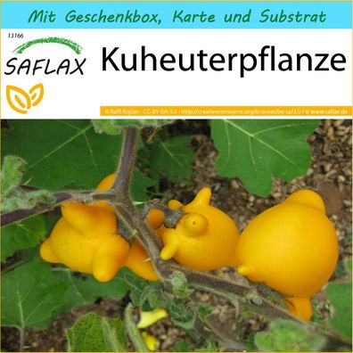 SAFLAX Geschenk Set - Kuheuterpflanze - Solanum - 10 Samen