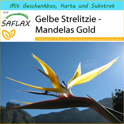 SAFLAX Geschenk Set - Gelbe Strelitzie - Mandelas Gold - Strelitzia - 4 Samen