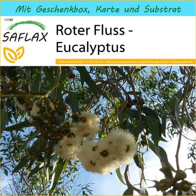 SAFLAX Geschenk Set - Roter Fluss - Eucalyptus - Eucalyptus - 200 Samen