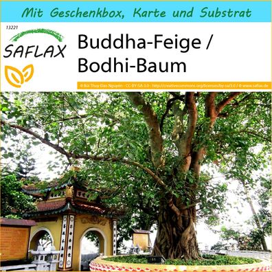 SAFLAX Geschenk Set - Buddha-Feige / Bodhi-Baum - Ficus - 100 Samen