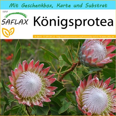 SAFLAX Geschenk Set - Königsprotea - Protea - 5 Samen