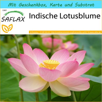 SAFLAX Geschenk Set - Indische Lotusblume - Nelumbo - 8 Samen