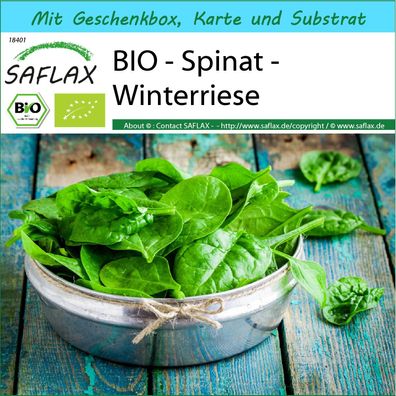 SAFLAX Geschenk Set - BIO - Spinat - Winterriese - Spinacia - 250 Samen