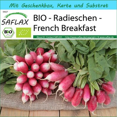 SAFLAX Geschenk Set - BIO - Radieschen - French Breakfast - Raphanus - 150 Samen