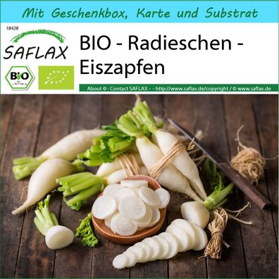 SAFLAX Geschenk Set - BIO - Radieschen - Eiszapfen - Raphanus - 100 Samen
