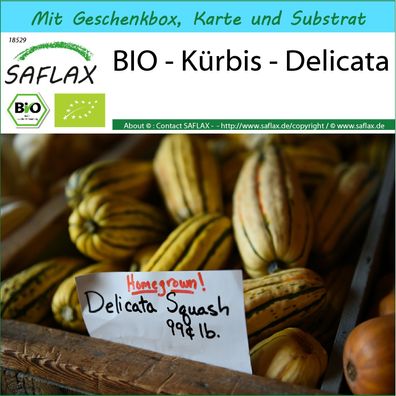 SAFLAX Geschenk Set - BIO - Kürbis - Delicata - Cucurbita - 6 Samen
