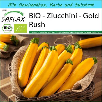 SAFLAX Geschenk Set - BIO - Ziucchini - Gold Rush - Cucurbita - 5 Samen