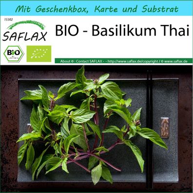 SAFLAX Geschenk Set - BIO - Basilikum Thai - Ocimum - 250 Samen