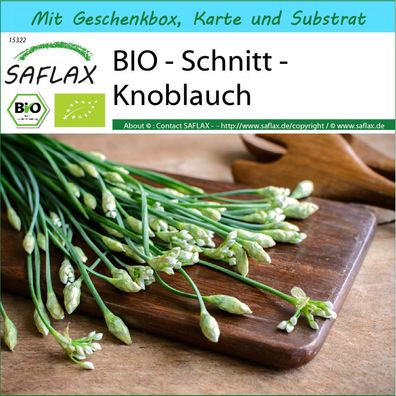 SAFLAX Geschenk Set - BIO - Schnitt - Knoblauch - Allium - 100 Samen