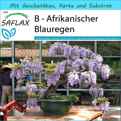 SAFLAX Geschenk Set - B - Afrikanischer Blauregen - Bolusanthus - 15 Samen