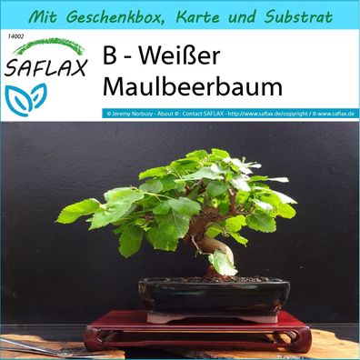 SAFLAX Geschenk Set - B - Weißer Maulbeerbaum - Morus - 200 Samen