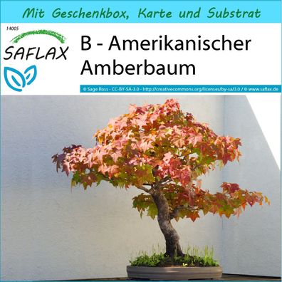 SAFLAX Geschenk Set - B - Amerikanischer Amberbaum - Liquidamber - 100 Samen