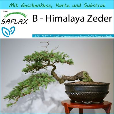 SAFLAX Geschenk Set - B - Himalaya Zeder - Cedrus - 35 Samen