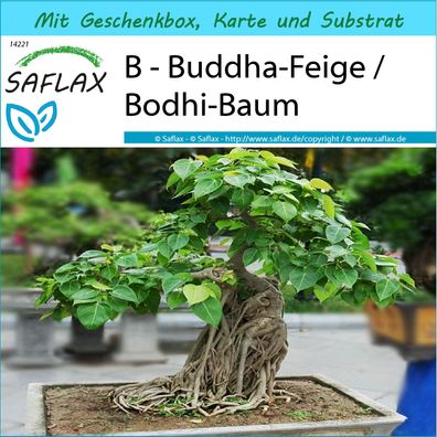 SAFLAX Geschenk Set - B - Buddha-Feige / Bodhi-Baum - Ficus - 100 Samen