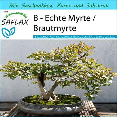 SAFLAX Geschenk Set - B - Echte Myrte / Brautmyrte - Myrtus - 30 Samen