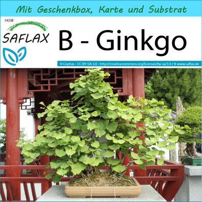 SAFLAX Geschenk Set - B - Ginkgo - Ginkgo - 4 Samen