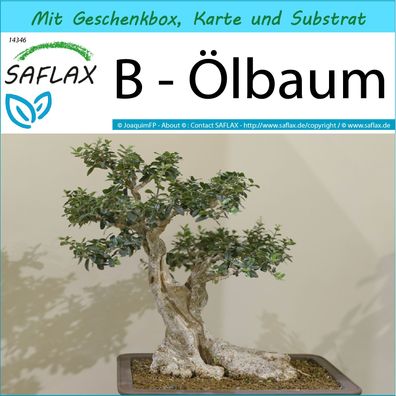 SAFLAX Geschenk Set - B - Ölbaum - Olea - 20 Samen