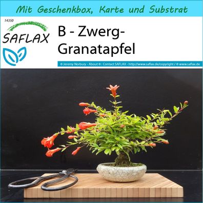 SAFLAX Geschenk Set - B - Zwerg-Granatapfel - Punica - 50 Samen