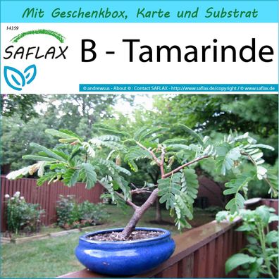 SAFLAX Geschenk Set - B - Tamarinde - Tamarindus - 4 Samen