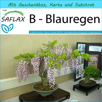 SAFLAX Geschenk Set - B - Blauregen - Wisteria - 4 Samen