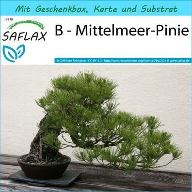 SAFLAX Geschenk Set - B - Mittelmeer-Pinie - Pinus - 6 Samen