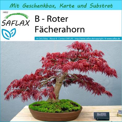 SAFLAX Geschenk Set - B - Roter Fächerahorn - Acer - 20 Samen