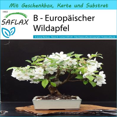 SAFLAX Geschenk Set - B - Europäischer Wildapfel - Malus - 30 Samen