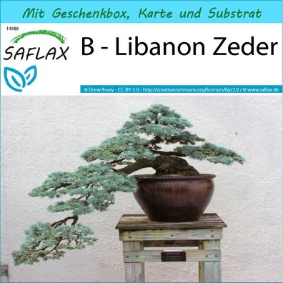 SAFLAX Geschenk Set - B - Libanon Zeder - Cedrus - 20 Samen