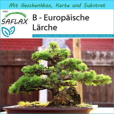 SAFLAX Geschenk Set - B - Europäische Lärche - Larix - 75 Samen